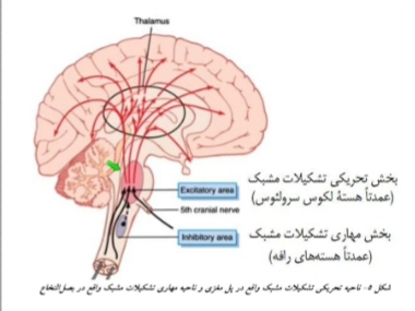 حکم قرآنی وضو و ساختمان مغز