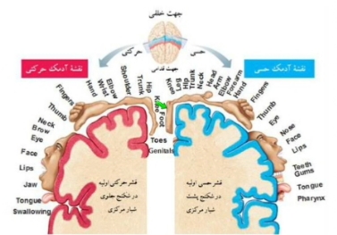 حکم قرآنی وضو و ساختمان مغز